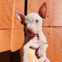 Chip - Chocolate male American Hairless Terrier puppy in Sacramento, California from Gold Rush Kennels
