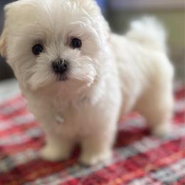 Carissa - White female Maltese puppy in Colonial Beach, Virginia from BeachRidge Pups