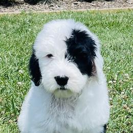 Sheepadoodle Puppies from M&B Puppy Love