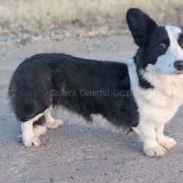 Apple - Cardigan Welsh Corgi