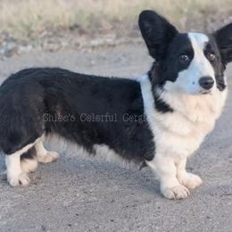 Apple - Cardigan Welsh Corgi