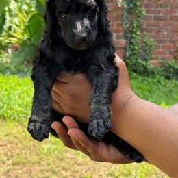 Dinah - Phantom female Poodle puppy in Independence, Kansas from Malone Standard Poodles