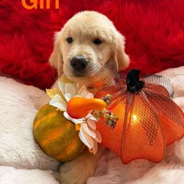 Golden Retriever Puppies from American True Golden retriever