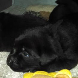 Labrador Retriever Puppies from Lorlyn Labradors