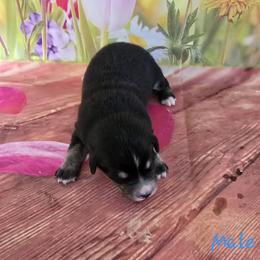 Cinch - Black tri-color male Australian Shepherd puppy in Lakeland, Florida from Diamond P Australian Shepherds