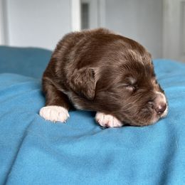 Australian Shepherd Puppies from Cold Creek Aussies