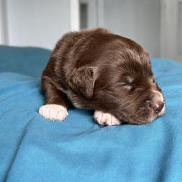 Australian Shepherd Puppies from Cold Creek Aussies