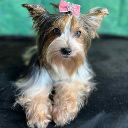Kasumi - Yorkshire Terrier