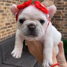 French Bulldog Puppies from Woodlands Frenchies