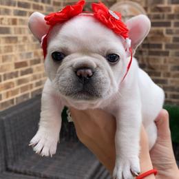 French Bulldog Puppies from Woodlands Frenchies