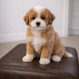 Bows - Red female Cavapoo puppy in Floyd, Virginia from Hearts and Paws Poodles and Doodles