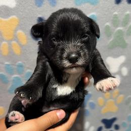 Zellie - Black female Miniature Schnauzer puppy in Frankford, Delaware from Miniature Schnauzers of Delmarva
