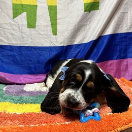 Bluebird💙 - Black brown and white Basset Hound puppy in Bremerton, Washington from Over the Rainbow Basset Hounds