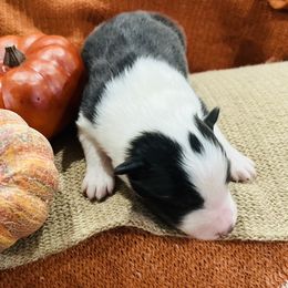 Shetland Sheepdog Puppies from Southern Charm Sheltie Farm