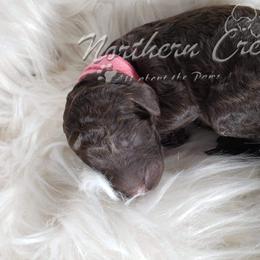 Poodle Puppies from Northern Creek
