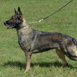 Banshee - German Shepherd