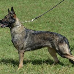 Banshee - German Shepherd