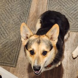 Doc - Pembroke Welsh Corgi