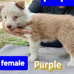 Purple Collar - Sable female Border Collie puppy in Gloucester, Virginia from Peachy Keen Border Collies