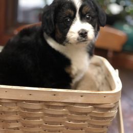 Aussiedoodle Puppies from Ohana Companions