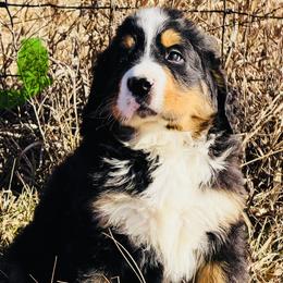 Hank - Black rust and white male Bernese Mountain Dog puppy in Atkinson, Nebraska from Iron Heart Berners