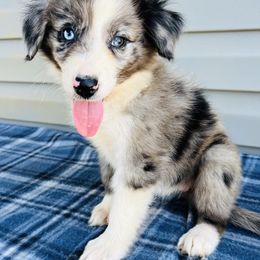 Australian Shepherd Puppies from Awesome Aussies