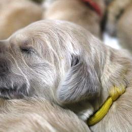 Golden Retriever Puppies from Golden Meadows of Utah