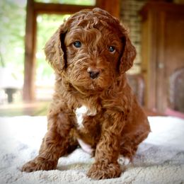 Australian Labradoodle puppies from Loveland Labradoodles