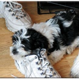 French Bulldog and Havanese Puppies from RiverHill Havanese