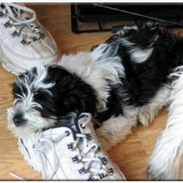 French Bulldog and Havanese Puppies from RiverHill Havanese
