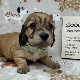 Dove - Cream female Dachshund puppy in Pulaski, Tennessee from Billboard Doxies