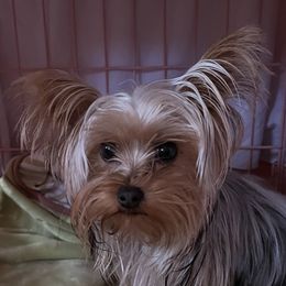 Febe - Yorkshire Terrier