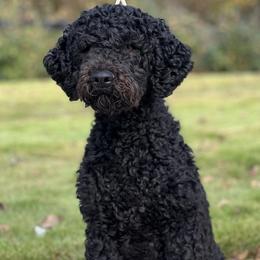 Noemie - Barbet