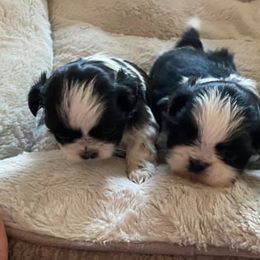 Shih Tzus from Oakview Kennels