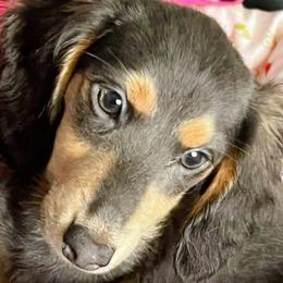 BELLA - Dachshund