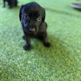 Teal collar female - Black female Labrador Retriever puppy in Gainesville, Georgia from Rucker Retrievers