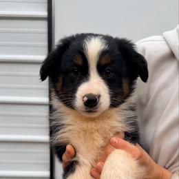 Light blue collar - Black tri-color male Australian Shepherd puppy in Grand Saline, Texas from Murphy Ranch Australian Shepherds