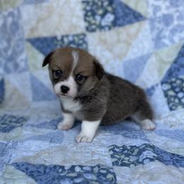 Lola - Red female Pembroke Welsh Corgi puppy in Hope, Arkansas from Foxy Knoll Farm