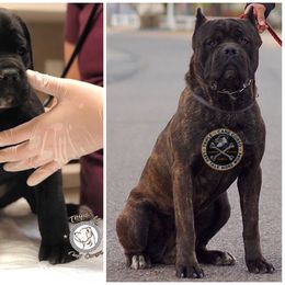 Cane Corso All Grown Up from Triple H Cane Corso