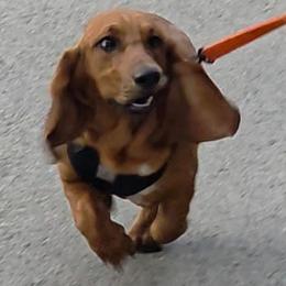Dobby - Basset Hound