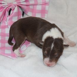 Girl 3 - female Border Collie puppy in Mckinney, Texas from Border Collies of Ruidoso