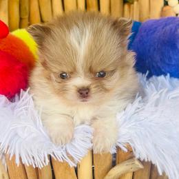Churro - Chocolate merle male Pomeranian puppy in Buck Valley, Pennsylvania from Buck Valley Pomeranians