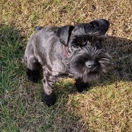 Miniature Schnauzer Puppies from Du Lac Miniature Schnauzers