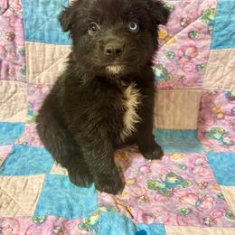 Black male 2 - Black tri male Miniature Australian Shepherd puppy in Lemon Cove, California from Magic Ranch Mini Aussies