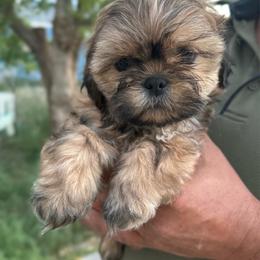 Lucia - Sable female Shih Tzu puppy in Bennett, Colorado from Victorio Boxers & Shih-Tzu's