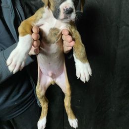 Boy 5 - Brindle Boxer puppy in Canterbury, Connecticut from Franklin’s Boxers