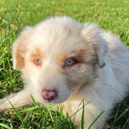Ella f5 red - Red merle female Australian Shepherd puppy in Arbela, Missouri from County Line Aussies