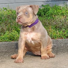Girl 1 - American Bully puppy in Florida from Formidabull Kennels
