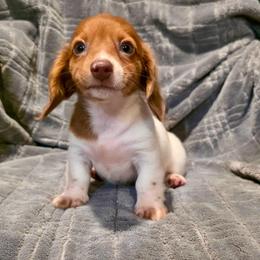 Ginger Female longhair 2500 - Piebald female Dachshund puppy in Magnolia, Texas from J&R Macias Dachshunds