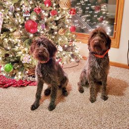Wirehaired Pointing Griffon All Grown Up from Bristle Creek Wirehaired Pointing Griffons
